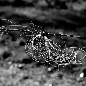 stacheldraht