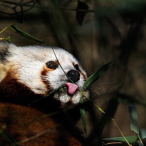 kleiner Pandabär