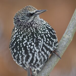Star (Sturnus vulgaris)