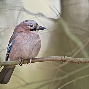 Eichelhäher (Garraulus glandarius