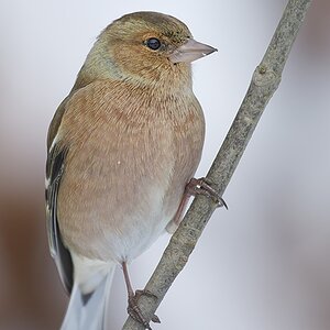 Buchfink (Fringilla coelebes) (6)