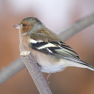 Buchfink (Fringilla coelebes) (5)