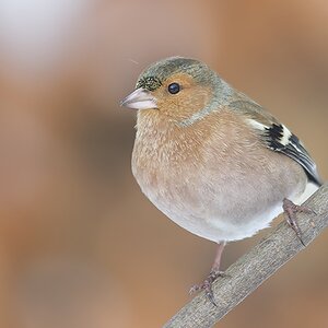 Buchfink (Fringilla coelebes) (4)