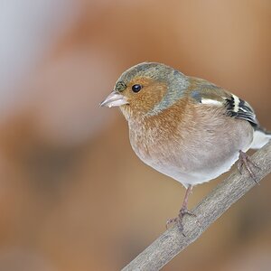 Buchfink (Fringilla coelebes) (2)
