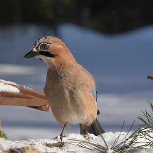 20120211 D7000 Vogelansitz DSC5923 NF