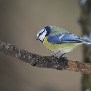 Blaumeise (Parus caeruleus)