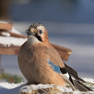 20120211 D7000 Vogelansitz DSC5937 NF