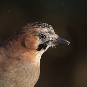 20120211 D7000 Vogelansitz DSC5925 NF