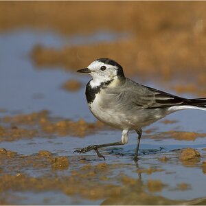Bachstelze (Motacilla alba)