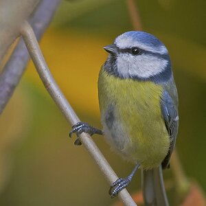 Blaumeise