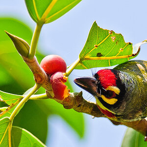 Coppersmith Barbet