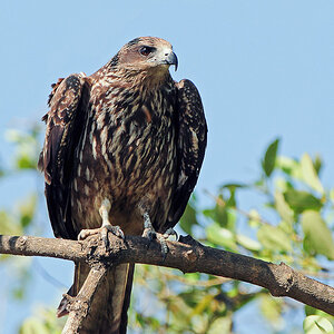 Black Kite