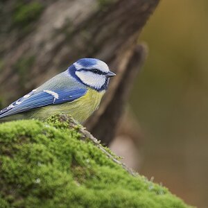 Blaumeise