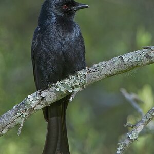 Trauerdrongo