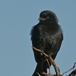Trauerdrongo