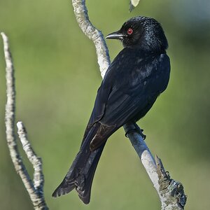 Trauerdrongo