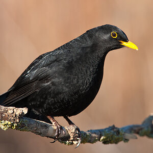 amsel 12
