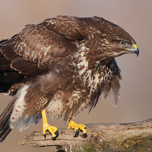 bussard 12