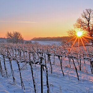 Burgenland Abendsonne