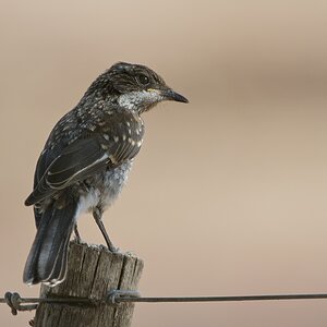 Drosselschnäpper