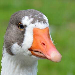 comp Gans2