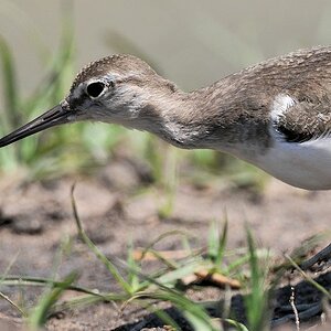 Uferläufer und Käfer 
Sekunden Später war der Käfer weg ...
8298