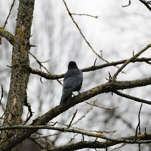 22. Januar 2012 JG DSC 1352