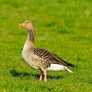 20110410 25344 [NIKON D2Xs] 550 mm,1 125 Sek. bei ƒ   8,0
