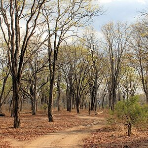 Auf dem Weg vom Nkawli Camp zum Luangwa
3602