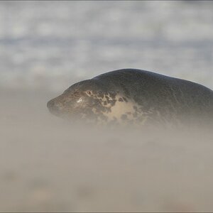 acomp Helgoland 20111230 1777