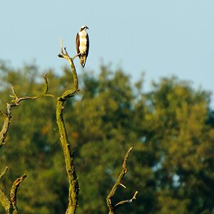 20100926 22460 [NIKON D2Xs] 550 mm,1 500 Sek. bei f   6,3