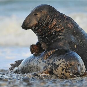 acomp Helgoland 20111230 2886