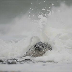 acomp Helgoland 20111231 6532