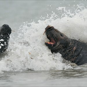 acomp Helgoland 20111231 7048