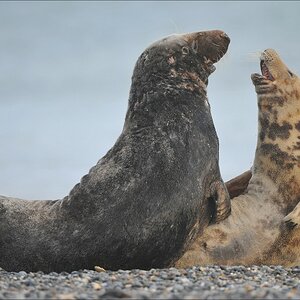 acomp Helgoland 20120102 11304