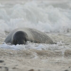 acomp Helgoland 20111231 5331