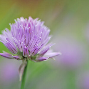 Schnittlauchblüte 110527 6 250kb