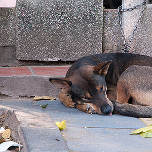 Vietnam
Hund
Hundeleben
Freiheit
Mischling
Straßenköter