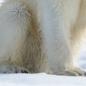 Spitzbergen 2011 SPE 2924 NFF 900