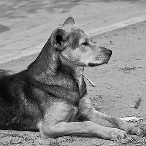 Vietnam
Hund
Hundeleben
Freiheit
Mischling
Straßenköter