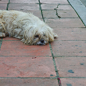 Vietnam
Hund
Hundeleben
Freiheit
Mischling
Straßenköter