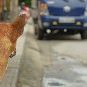 Vietnam
Hund
Hundeleben
Freiheit
Mischling
Straßenköter