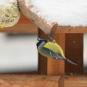 20120128 D7000 Vogelhaus DSC5233 NF