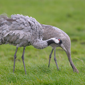 HUE 1410 NX
zeigt her eure Vögel 5654