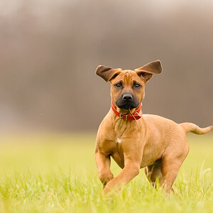 11B 8110 NX bearbeitet
Hundstage #2908