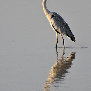 Graureiher im Luangwa
8760