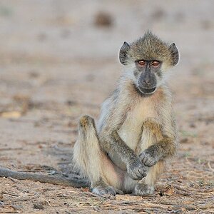 Junger Pavian sucht nach Wurzeln
South Luangwa
8884