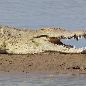 Krokodil am Luangwa
9131