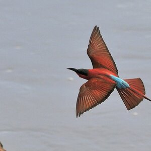Karminspint auch Scharlachspint genannt 
(Carmine Bee-Eater)
beim Landeanflug an die Nesthöhle
7795