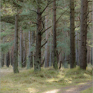 ein Wald wie jeder andere